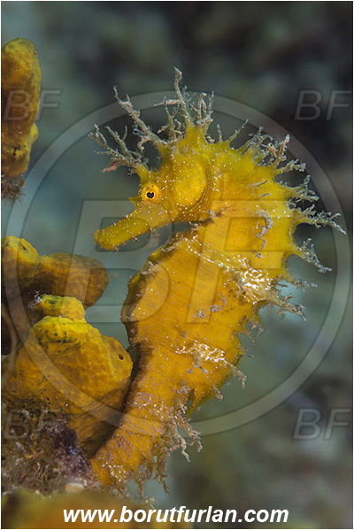 Saint Marina, Istria, Croatia, Adriatic sea, Mediterranean sea, Hippocampus guttulatus, Hippocampus, Syngnathidae, Long-snouted seahorse, Seahorse, Fish