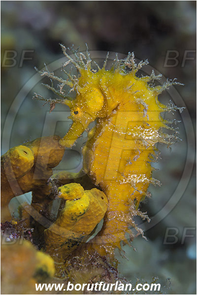 Saint Marina, Istria, Croatia, Adriatic sea, Mediterranean sea, Hippocampus guttulatus, Hippocampus, Syngnathidae, Long-snouted seahorse, Seahorse, Fish