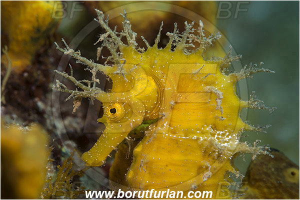 Saint Marina, Istria, Croatia, Adriatic sea, Mediterranean sea, Hippocampus guttulatus, Hippocampus, Syngnathidae, Long-snouted seahorse, Seahorse, Fish, Portrait