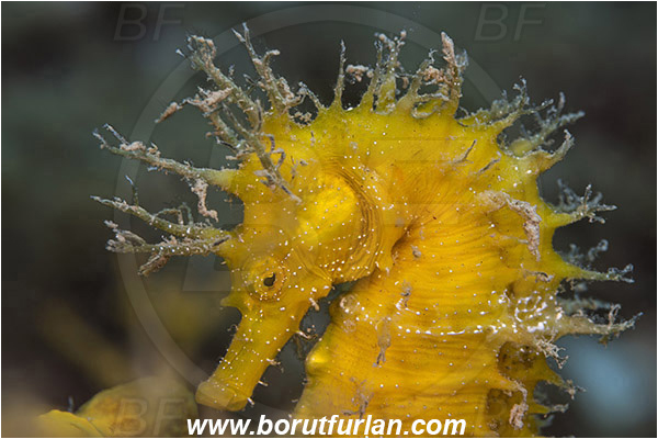 Saint Marina, Istria, Croatia, Adriatic sea, Mediterranean sea, Hippocampus guttulatus, Hippocampus, Syngnathidae, Long-snouted seahorse, Seahorse, Fish, Portrait