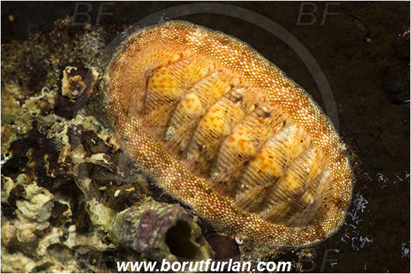 Fiesa, Slovenia, Adriatic sea, Mediterranean sea, Chiton olivaceus, Chiton, Chitonidae, Polyplacophora, Mollusca, Mollusc, Green chiton