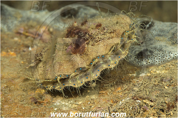 Fiesa, Slovenia, Adriatic sea, Mediterranean sea, Flexopecten glaber, Flexopecten, Pectinidae, Bivalvia, Mollusca, Mollusc, Smooth scallop, Scallop, Shell