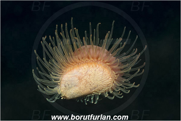 Fiesa, Slovenia, Adriatic sea, Mediterranean sea, Limaria hians, Limaria, Limidae, Bivalvia, Mollusca, Mollusc, Flame shell, Shell