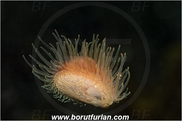 Fiesa, Slovenia, Adriatic sea, Mediterranean sea, Limaria hians, Limaria, Limidae, Bivalvia, Mollusca, Mollusc, Flame shell, Shell