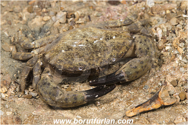 Fiesa, Slovenia, Adriatic sea, Mediterranean sea, Xantho poressa, Xantho, Xanthidae, Decapoda, Crustacea, Crustacean, Jaguar round crab, Crab