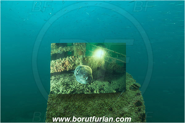 Piran, Slovenia, Adriatic sea, Mediterranean sea, Reef, Underwater exhibition of underwater images, Underwater exhibition, Exhibition, Underwater image