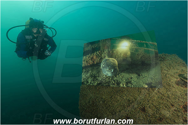 Piran, Slovenia, Adriatic sea, Mediterranean sea, Reef, Underwater exhibition of underwater images, Underwater exhibition, Exhibition, Underwater image, Diver