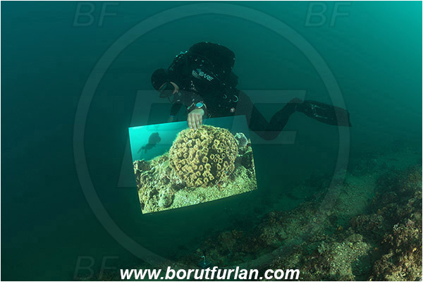 Piran, Slovenia, Adriatic sea, Mediterranean sea, Reef, Underwater exhibition of underwater images, Underwater exhibition, Exhibition, Underwater image, Diver