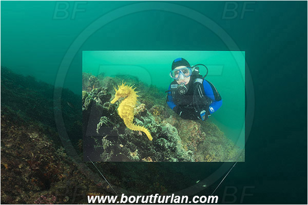 Piran, Slovenia, Adriatic sea, Mediterranean sea, Reef, Underwater exhibition of underwater images, Underwater exhibition, Exhibition, Underwater image
