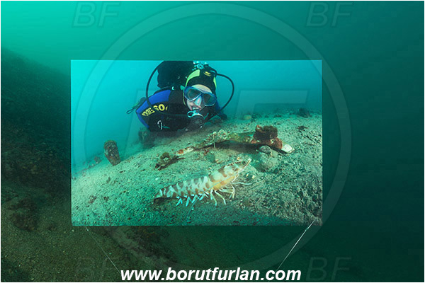 Piran, Slovenia, Adriatic sea, Mediterranean sea, Reef, Underwater exhibition of underwater images, Underwater exhibition, Exhibition, Underwater image