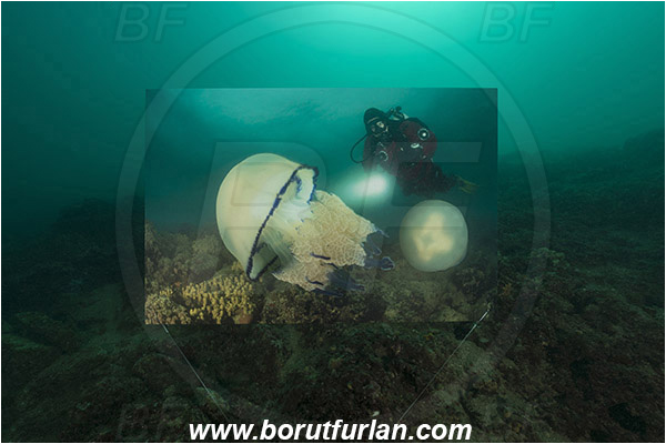 Piran, Slovenia, Adriatic sea, Mediterranean sea, Reef, Underwater exhibition of underwater images, Underwater exhibition, Exhibition, Underwater image