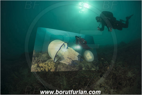 Piran, Slovenia, Adriatic sea, Mediterranean sea, Reef, Underwater exhibition of underwater images, Underwater exhibition, Exhibition, Underwater image, Diver