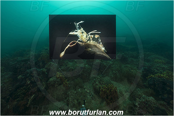 Piran, Slovenia, Adriatic sea, Mediterranean sea, Reef, Underwater exhibition of underwater images, Underwater exhibition, Exhibition, Underwater image