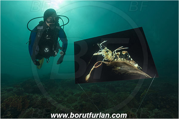 Piran, Slovenia, Adriatic sea, Mediterranean sea, Reef, Underwater exhibition of underwater images, Underwater exhibition, Exhibition, Underwater image, Diver