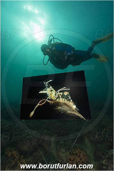 Piran, Slovenia, Adriatic sea, Mediterranean sea, Reef, Underwater exhibition of underwater images, Underwater exhibition, Exhibition, Underwater image, Diver
