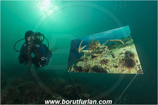 Piran, Slovenia, Adriatic sea, Mediterranean sea, Reef, Underwater exhibition of underwater images, Underwater exhibition, Exhibition, Underwater image, Diver