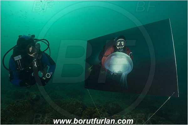 Piran, Slovenia, Adriatic sea, Mediterranean sea, Reef, Underwater exhibition of underwater images, Underwater exhibition, Exhibition, Underwater image, Diver