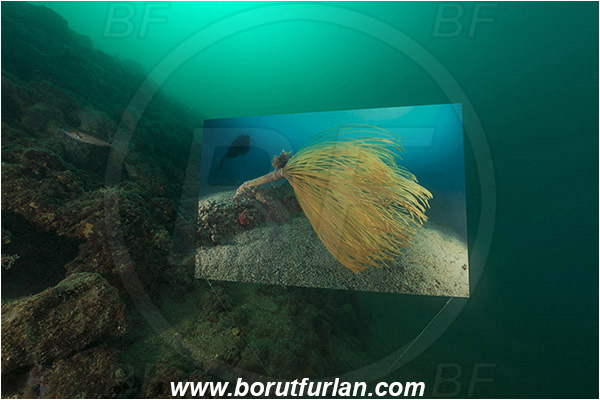 Piran, Slovenia, Adriatic sea, Mediterranean sea, Reef, Underwater exhibition of underwater images, Underwater exhibition, Exhibition, Underwater image