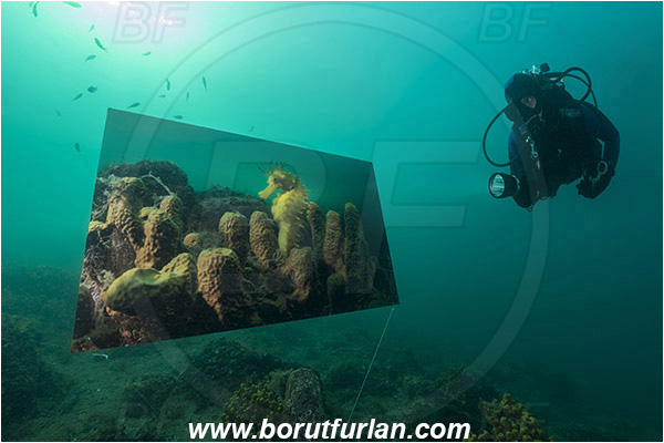 Piran, Slovenia, Adriatic sea, Mediterranean sea, Reef, Underwater exhibition of underwater images, Underwater exhibition, Exhibition, Underwater image, Diver