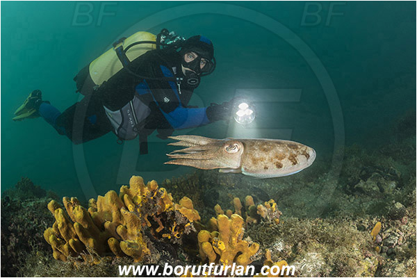 Piran, Slovenia, Adriatic sea, Mediterranean sea, Reef, Diver, Sepia officinalis, Sepia, Sepiidae, European cuttlefish, Common cuttlefish, Cuttlefish, Cephalopoda, Mollusca, Mollusc