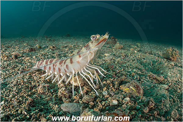 Piran, Slovenia, Adriatic sea, Mediterranean sea, Penaeus kerathurus, Penaeus, Penaeidae, Decapoda, Caramote prawn, Striped prawn, Prawn, Shrimp, Crustacea, Crustacean, Sand