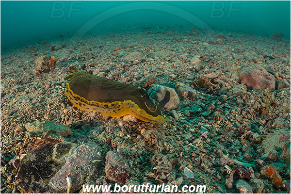 Piran, Slovenia, Adriatic sea, Mediterranean sea, Dendrodoris limbata, Dendrodoris, Dendrodorididae, Dorid nudibranch, Yellow lined dendrodoris, Nudibranch, Sea slug, Gastropoda, Mollusca, Sand