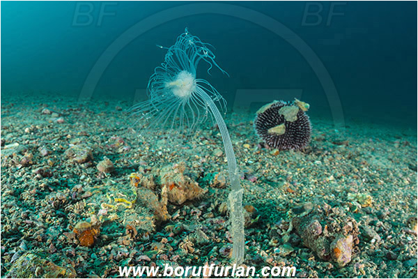 Piran, Slovenia, Adriatic sea, Mediterranean sea, Corymorpha nutans, Corymorpha, Corymorphidae, Athecate hydroid, Hydroid, Hydrozoa, Cnidaria, Cnidarian