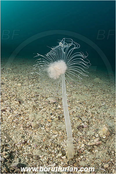 Piran, Slovenia, Adriatic sea, Mediterranean sea, Corymorpha nutans, Corymorpha, Corymorphidae, Athecate hydroid, Hydroid, Hydrozoa, Cnidaria, Cnidarian