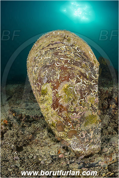 Piran, Slovenia, Adriatic sea, Mediterranean sea, Pinna nobilis, Pinna, Pinnidae, Bivalvia, Mollusca, Mollusc, Noble pen shell, Fan-mussel, Shell, Reef