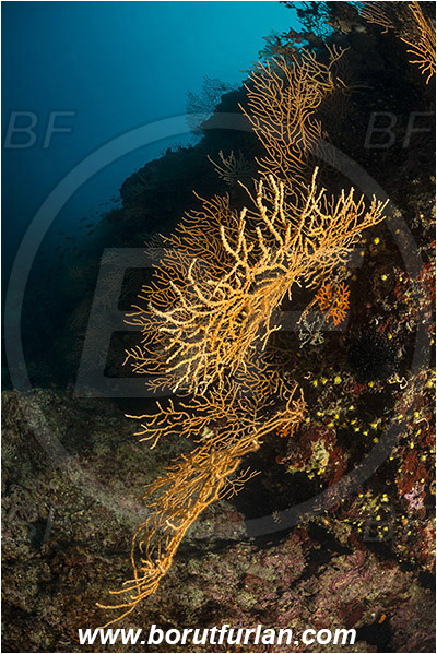 Vodice, Croatia, Adriatic sea, Mediterranean sea, Eunicella cavolini, Eunicella, Gorgoniidae, Yellow gorgonian, Sea fan, Coral, Cnidaria, Cnidarian, Reef
