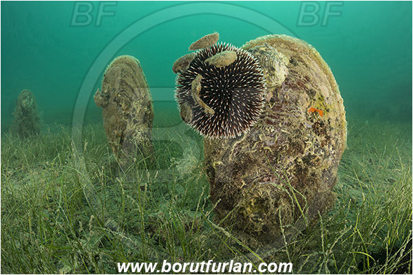 Fiesa, Slovenia, Adriatic sea, Mediterranean sea, Pinna nobilis, Pinna, Pinnidae, Bivalvia, Mollusca, Mollusc, Noble pen shell, Fan-mussel, Shell, Sea grass, Sphaerechinus granularis, Sphaerechinus, Toxopneustidae, Purple Sea Urchin, Sea Urchin, Echinoidea, Echinodermata, Echinoderm