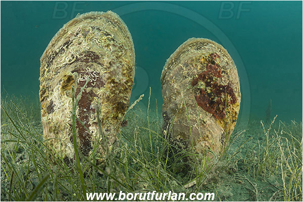 Fiesa, Slovenia, Adriatic sea, Mediterranean sea, Pinna nobilis, Pinna, Pinnidae, Bivalvia, Mollusca, Mollusc, Noble pen shell, Fan-mussel, Shell, Sea grass