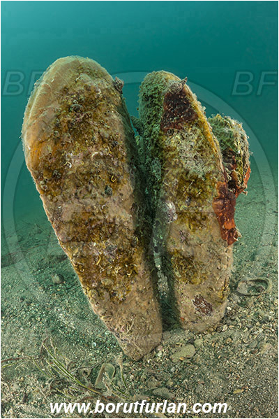 Fiesa, Slovenia, Adriatic sea, Mediterranean sea, Pinna nobilis, Pinna, Pinnidae, Bivalvia, Mollusca, Mollusc, Noble pen shell, Fan-mussel, Shell, Reef