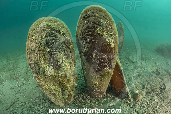 Fiesa, Slovenia, Adriatic sea, Mediterranean sea, Pinna nobilis, Pinna, Pinnidae, Bivalvia, Mollusca, Mollusc, Noble pen shell, Fan-mussel, Shell, Reef