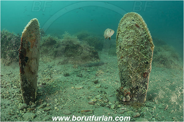 Fiesa, Slovenia, Adriatic sea, Mediterranean sea, Pinna nobilis, Pinna, Pinnidae, Bivalvia, Mollusca, Mollusc, Noble pen shell, Fan-mussel, Shell, Reef
