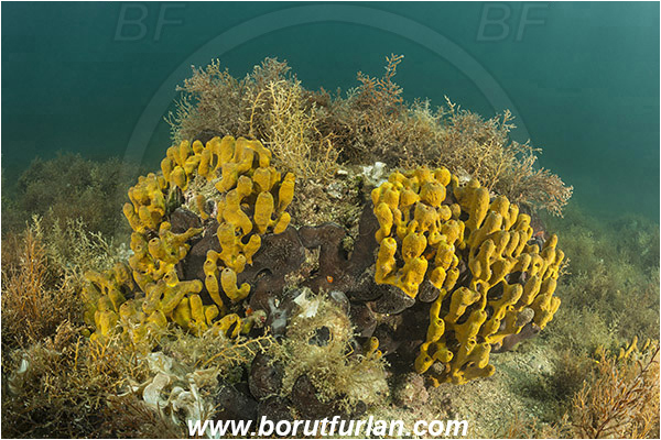 Piran, Slovenia, Adriatic sea, Mediterranean sea, Aplysina aerophoba, Aplysina, Aplysinidae, Yellow Tube Sponge, Golden Sponge, Sponge, Porifera, Reef