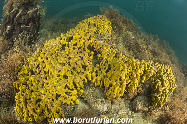 Piran, Slovenia, Adriatic sea, Mediterranean sea, Aplysina aerophoba, Aplysina, Aplysinidae, Yellow Tube Sponge, Golden Sponge, Sponge, Porifera, Reef