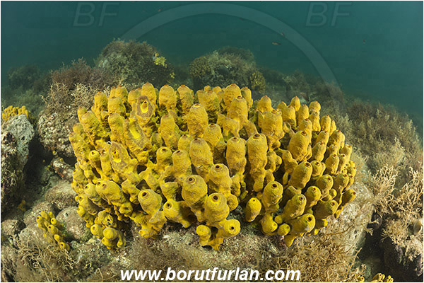 Piran, Slovenia, Adriatic sea, Mediterranean sea, Aplysina aerophoba, Aplysina, Aplysinidae, Yellow Tube Sponge, Golden Sponge, Sponge, Porifera, Reef