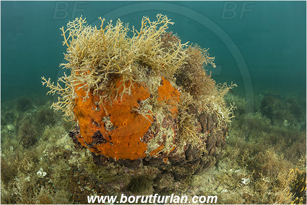 Piran, Slovenia, Adriatic sea, Mediterranean sea, Spirastrella cunctatrix, Spirastrella, Spirastrellidae, Encrusting sponge, Sponge, Porifera, Reef