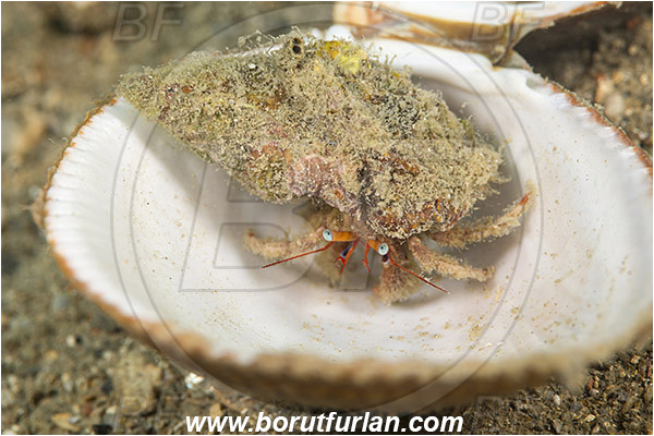 Fiesa, Slovenia, Adriatic sea, Mediterranean sea, Clibanarius erythropus, Clibanarius, Diogenidae, Crustacea, Crustacean, Hermit crab, Crab