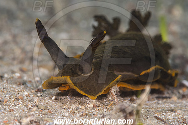 Fiesa, Slovenia, Adriatic sea, Mediterranean sea, Dendrodoris limbata, Dendrodoris, Dendrodorididae, Dorid nudibranch, Yellow lined dendrodoris, Nudibranch, Sea slug, Gastropoda, Mollusca