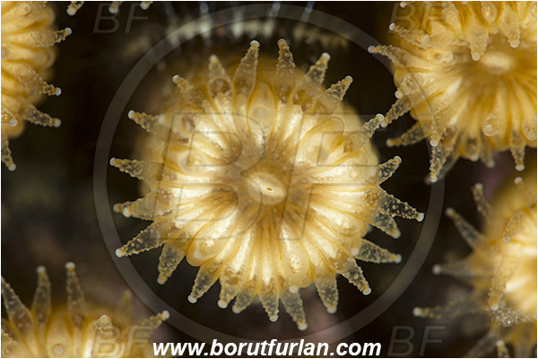 Fiesa, Slovenia, Adriatic sea, Mediterranean sea, Cladocora caespitosa, Cladocora, Family: Scleractinia incertae sedis, Mediterranean pillow coral, Coral, Anthozoa, Cnidaria, Cnidarian, Abstract