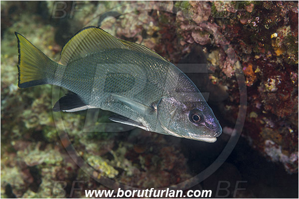 Fiesa, Slovenia, Adriatic sea, Mediterranean sea, Sciaena umbra, Sciaena, Sciaenidae, Brown meagre, Corb meager, Fish