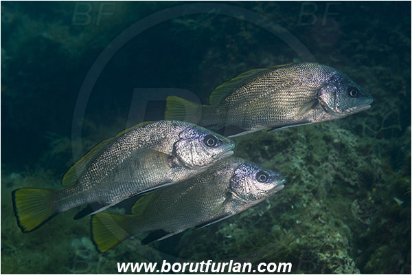 Fiesa, Slovenia, Adriatic sea, Mediterranean sea, Sciaena umbra, Sciaena, Sciaenidae, Brown meagre, Corb meager, Fish