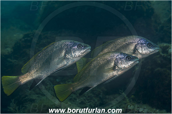 Fiesa, Slovenia, Adriatic sea, Mediterranean sea, Sciaena umbra, Sciaena, Sciaenidae, Brown meagre, Corb meager, Fish