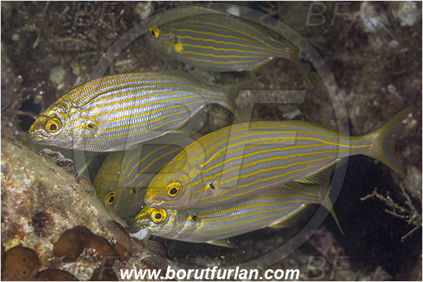 Fiesa, Slovenia, Adriatic sea, Mediterranean sea, Sarpa salpa, Sarpa, Sparidae, Cow bream, Goldline, Bream, Fish, Fish school