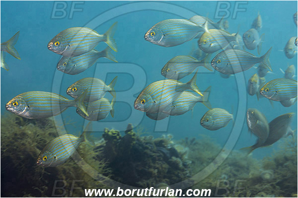Fiesa, Slovenia, Adriatic sea, Mediterranean sea, Sarpa salpa, Sarpa, Sparidae, Cow bream, Goldline, Bream, Fish, Fish school, Juvenile