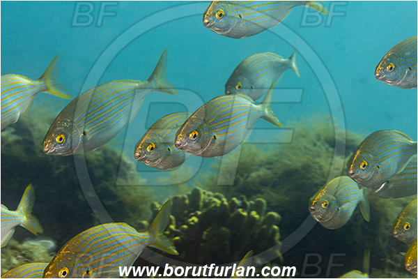 Fiesa, Slovenia, Adriatic sea, Mediterranean sea, Sarpa salpa, Sarpa, Sparidae, Cow bream, Goldline, Bream, Fish, Fish school, Juvenile