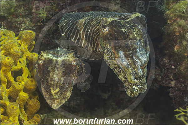 Fiesa, Slovenia, Adriatic sea, Mediterranean sea, Sepia officinalis, Sepia, Sepiidae, European cuttlefish, Common cuttlefish, Cuttlefish, Cephalopoda, Mollusca, Mollusc