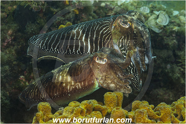 Fiesa, Slovenia, Adriatic sea, Mediterranean sea, Sepia officinalis, Sepia, Sepiidae, European cuttlefish, Common cuttlefish, Cuttlefish, Cephalopoda, Mollusca, Mollusc